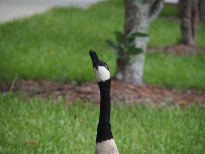 [A goose has its beak up in the air exposing the underside of its chin. There is a small black section (like a small notch), but otherwise teh underside is white.]
